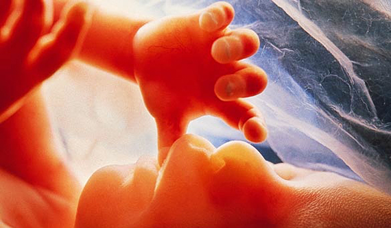 baby-in-womb